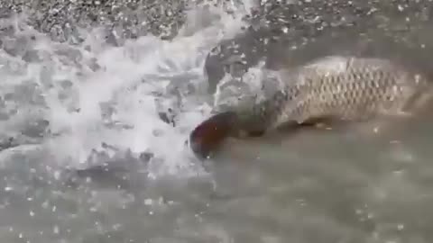 This is a beautiful and charming water-dwelling species