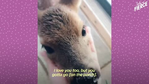 Fawn Comes To Lady's Door Every Morning | The Dodo Little But Fierce
