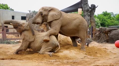 ELEPHANT SOUNDS FOR KIDS - Learn Trumpeting, Rumbling, and Roaring Sound Effects of Elephants-1