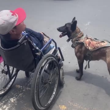 Dog Helps Push Owner in Wheelchair.