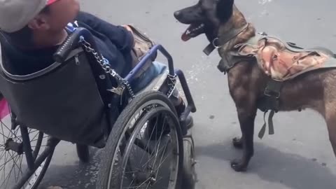 Dog Helps Push Owner in Wheelchair.