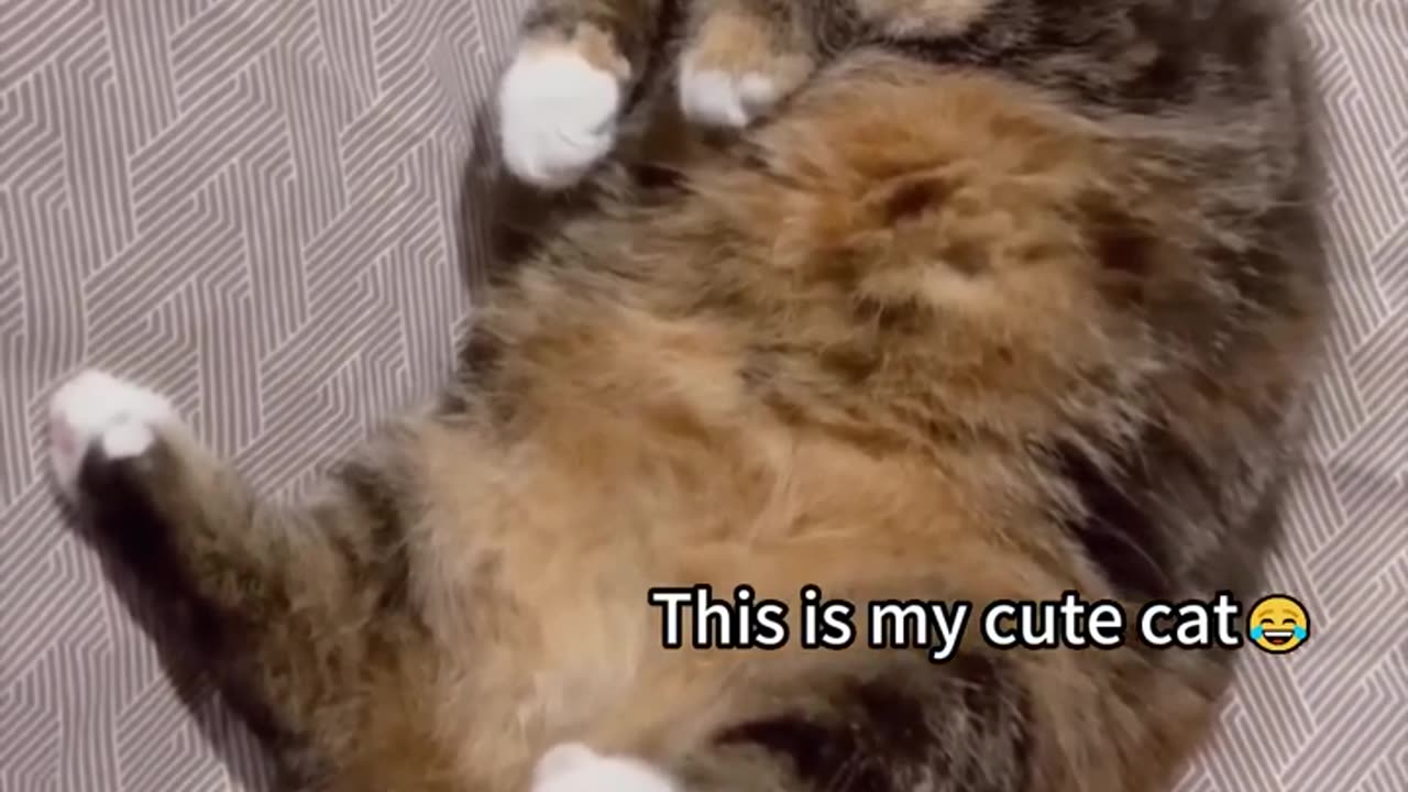 Cat funny video