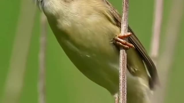 Water pampas grass warbler