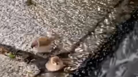 Innocent birds