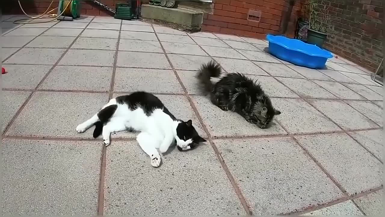 Cats & CatNip