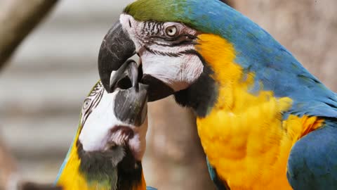 A Couple of Parrots Playing With Love