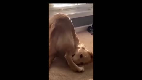 Funny animals - Funny cats / dogs - Funny animal videos 2023 28