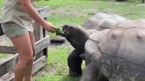 Juliette feeding giant Aldabra tortoises 🐢