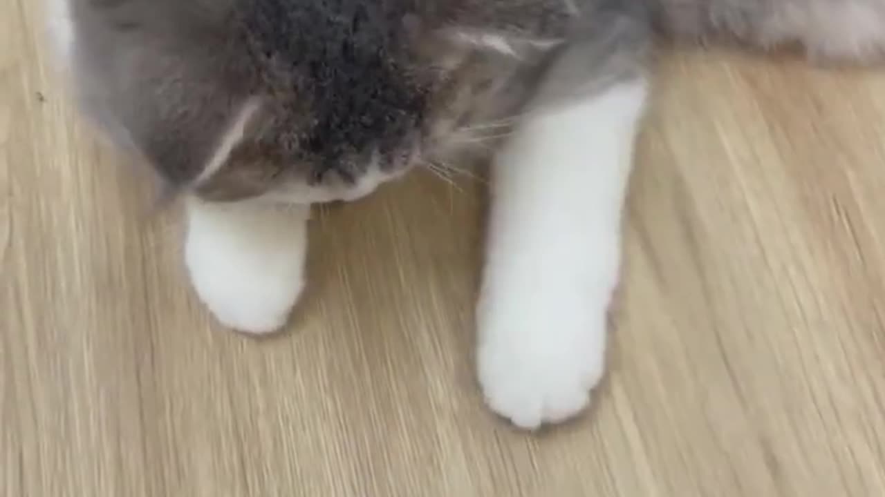 The Funniest Cat Videos of 2023 - Just for Fun