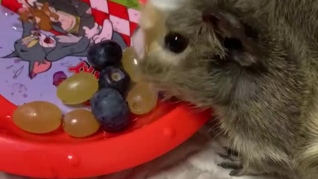 Cute guinea pig eating blueberries from a plate