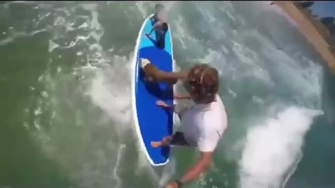 Dogs play paddling