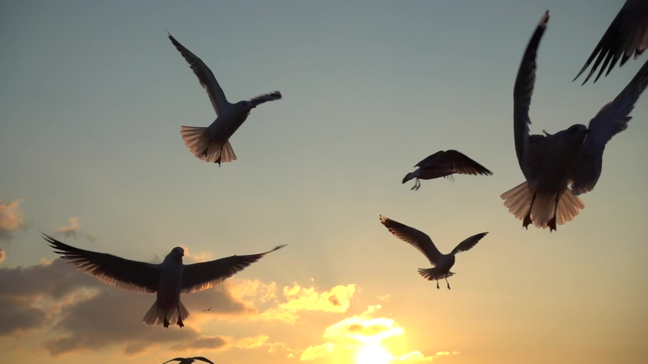 seagulls flying over the sky at sunset