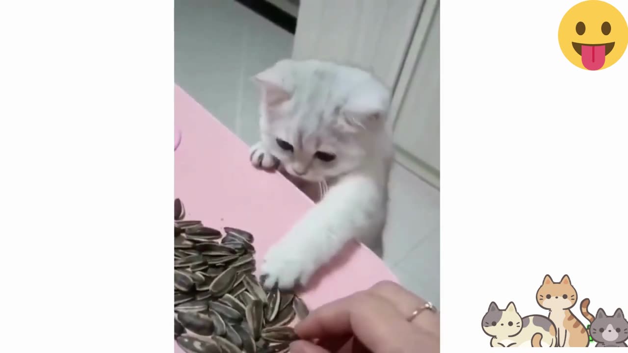 Funniest Animals π Funny Dogs and Cats Videos 2023 πΊπΆ