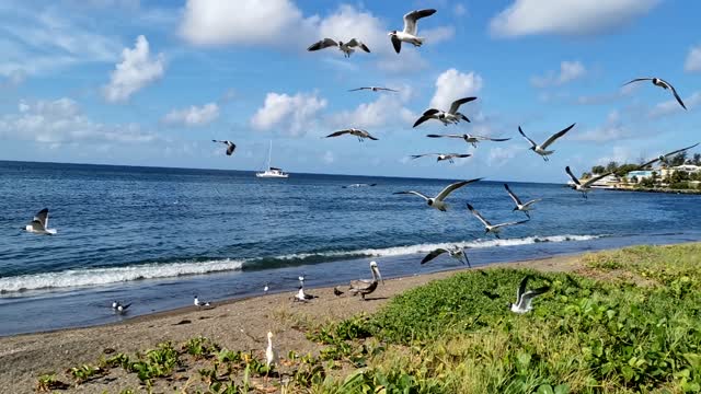 A Wreck of Seabirds Abundantly Together