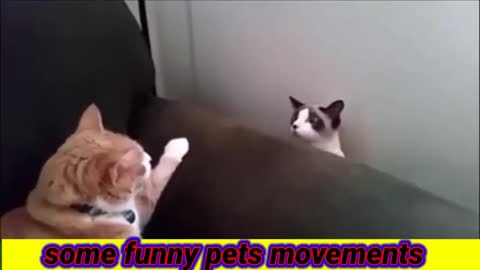 Funny dog 🐕 and cat 🐈 movements