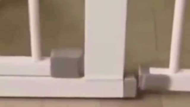 Most beautiful puppies!!!