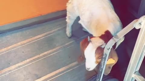 Goat Kid Stows Away in the Back of UPS Truck