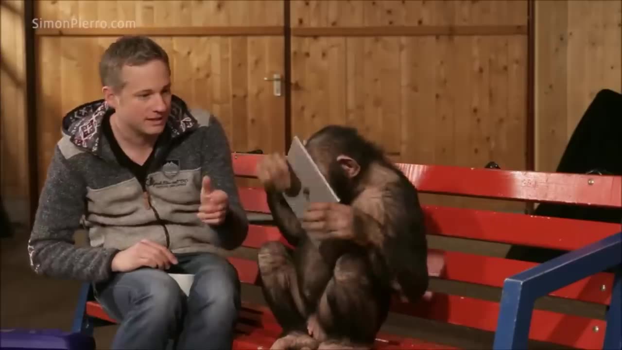 chimp reaction on magic trick