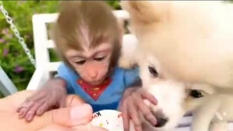 Baby Monkey Bon Bon Daring hi is this Doggy