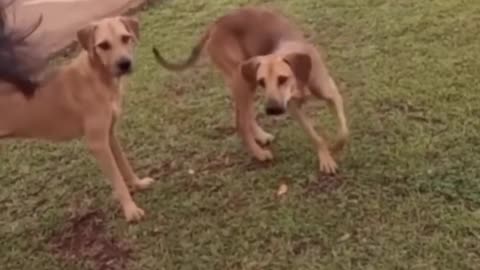 Very_funny_Cat_and_Dog😂🤣🤣
