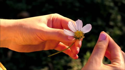 Woman gently tears off petals of chamomile [Free Stock Video Footage Clips]