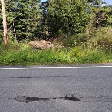 Mama Moose and her "boy and girl" calves. We protect babies. AK