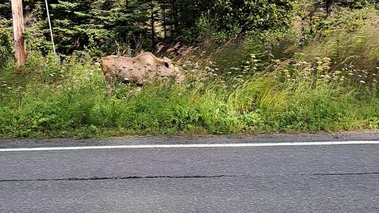 Mama Moose and her "boy and girl" calves. We protect babies. AK