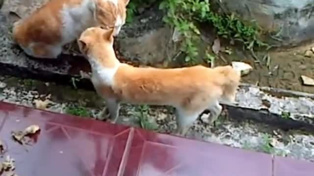 cat fighting over territory