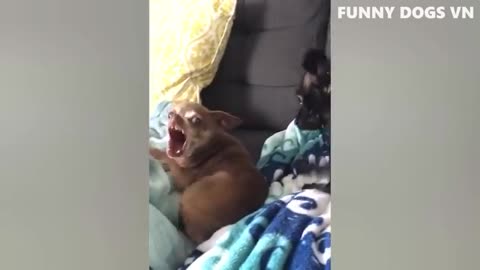 Funny animal, funny cat and dogs