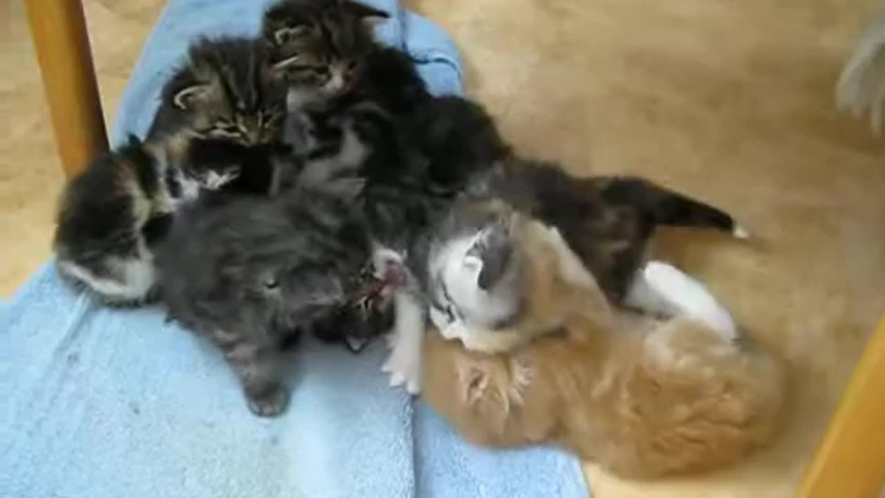 Kittens having so much fun playing