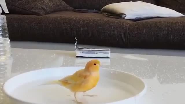 Very beautiful birds playing in plate