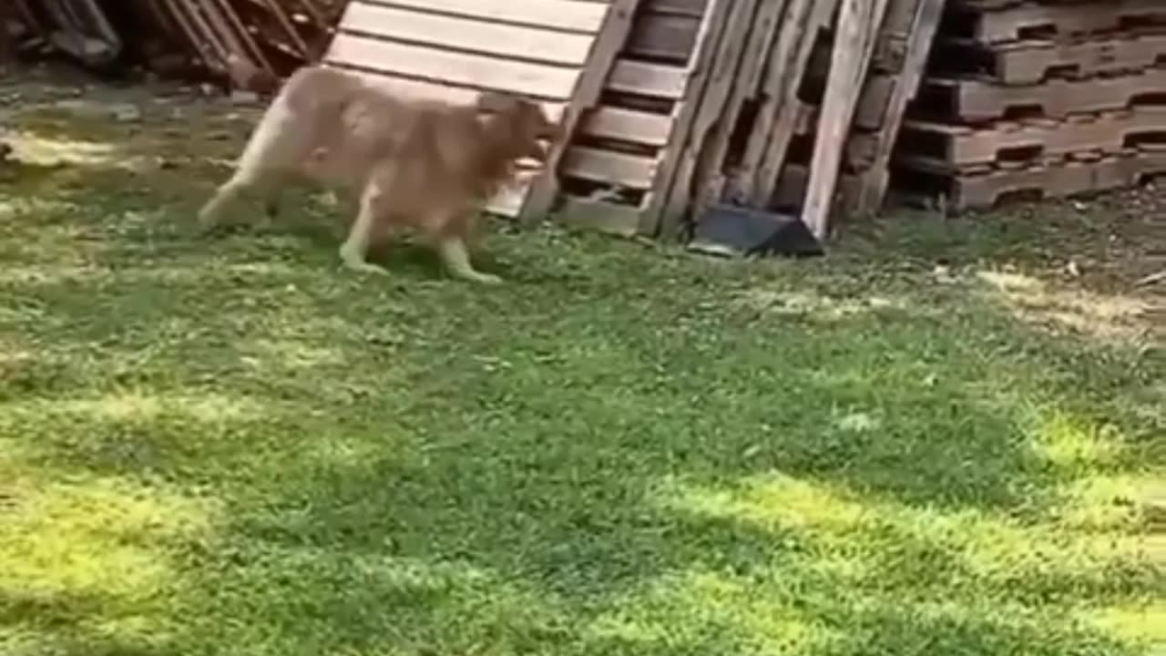 funny fight dog and hen