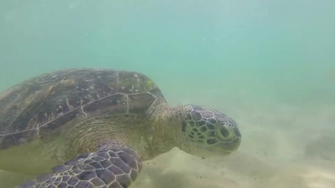 Slow motion of turtle being fed seaweed by local man to entertain tourists65