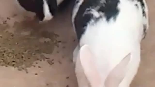 Rabbits eat their own food