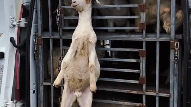 Funny Animal Video #8