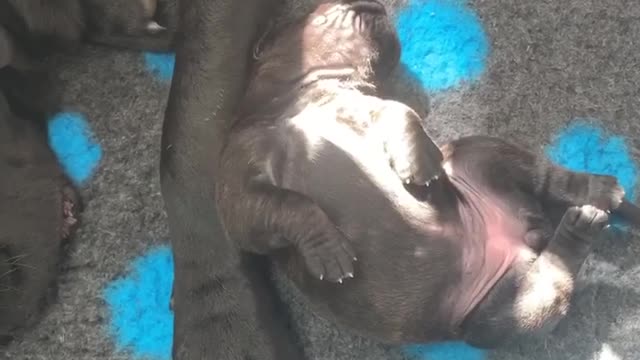 Vicious pit bulls