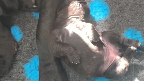 Vicious pit bulls