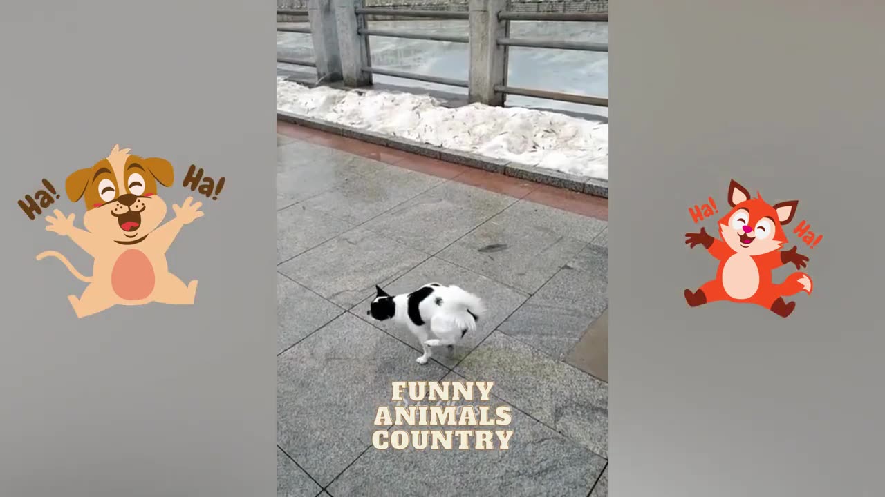 Funny animals videos _ Funniest Dogs And Cats Videos _ Best Funny Videos 2023