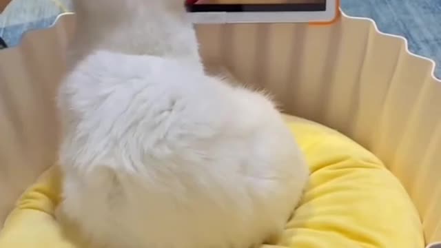 Funny cat you should not miss