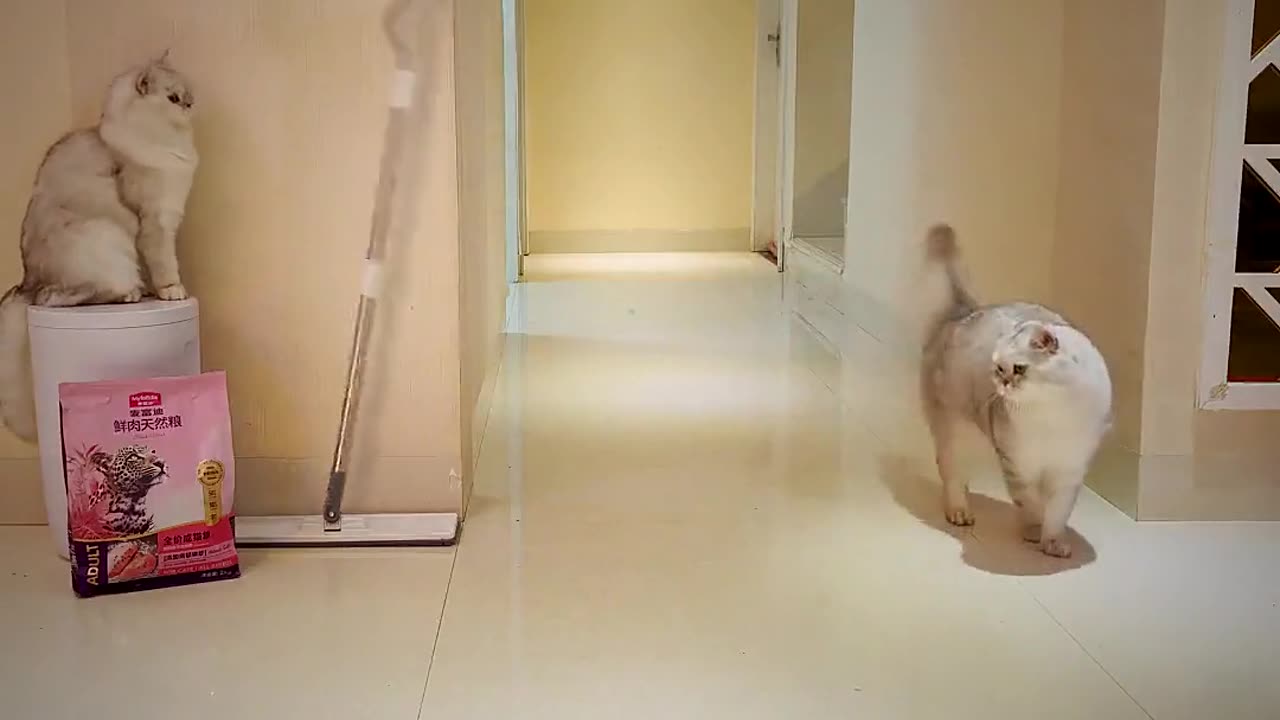 猜中了开头,却没猜中结局#动物的迷惑行为 #不较真不养宠 #猫和老鼠