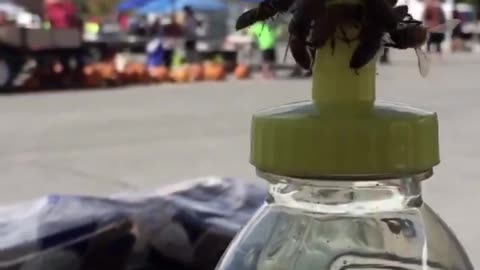 Bees working together to remove the cap from a honey bottle