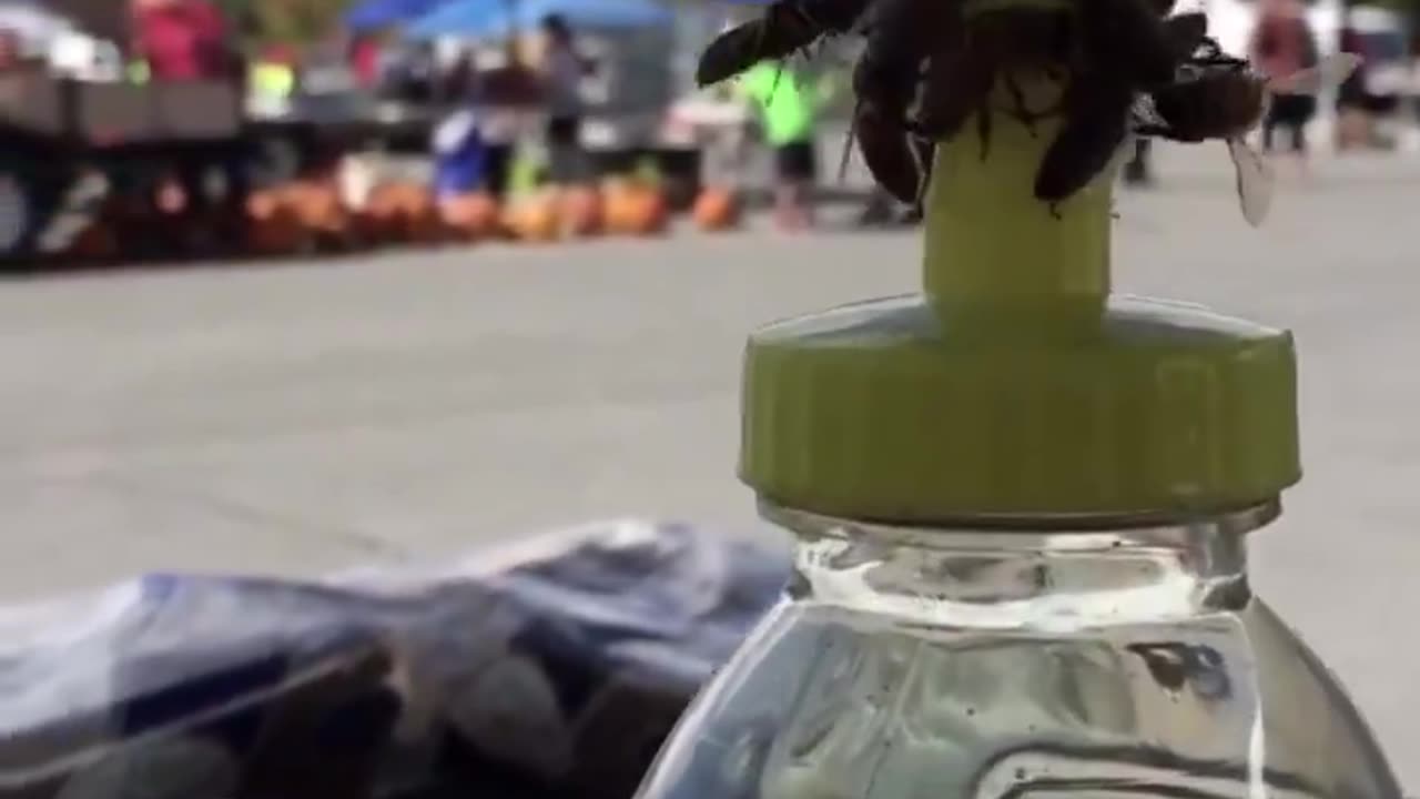 Bees working together to remove the cap from a honey bottle