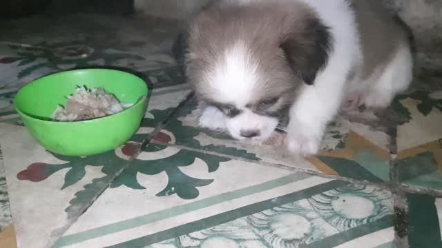 My cute dog