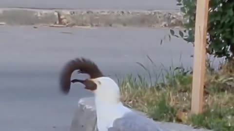 Seagull or dragon مرغ دریایی یا اژدها