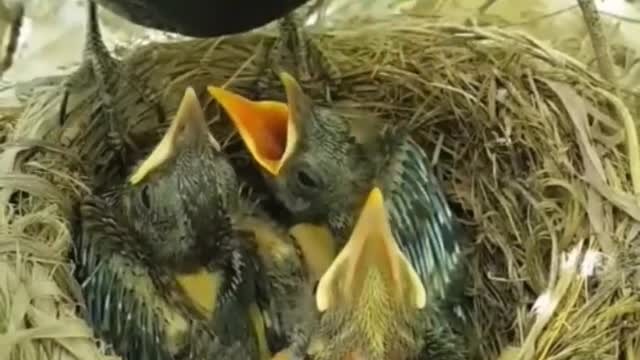 cute bird feeding her newborns , cute animal , nature