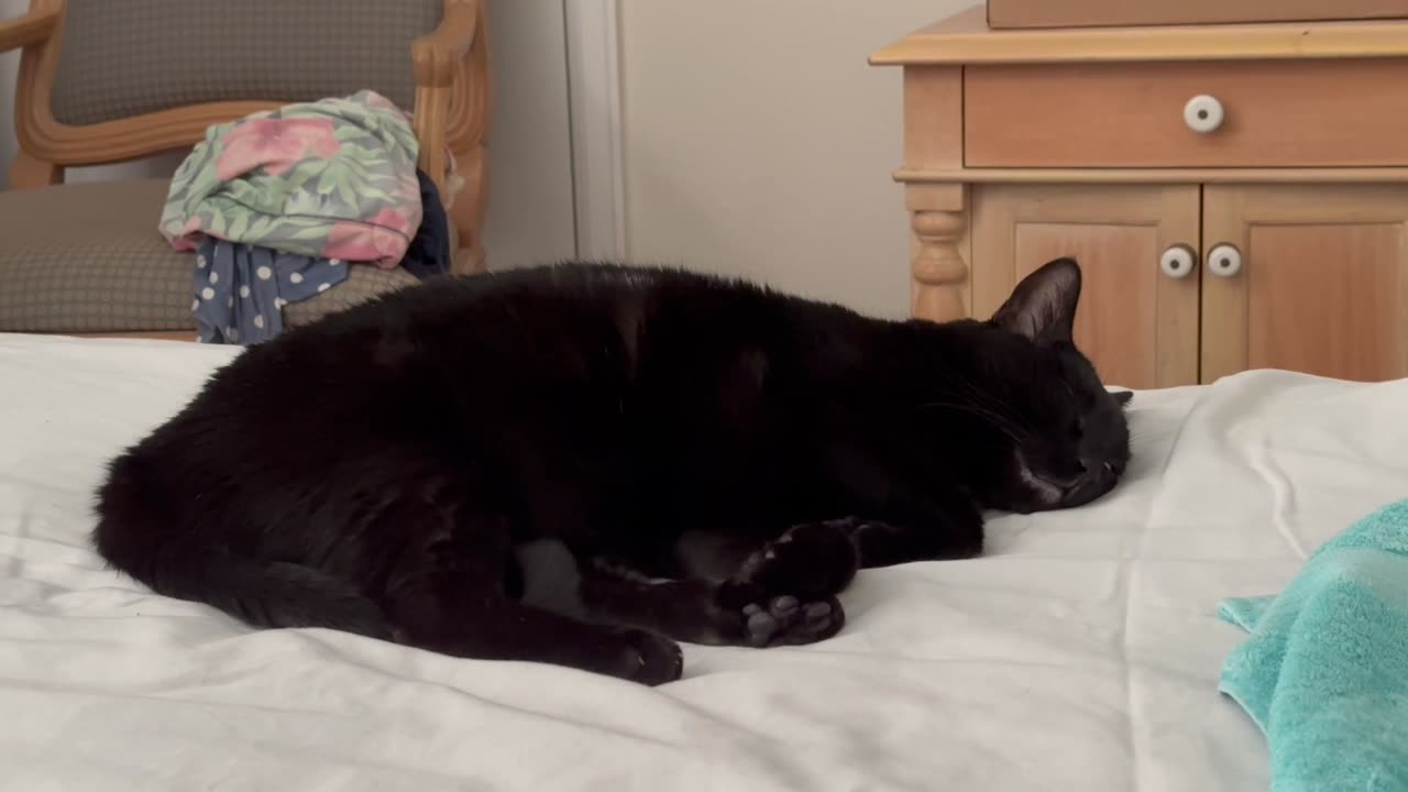 Adopting a Cat from a Shelter Vlog - Cute Precious Piper is Sleeping Like a Log