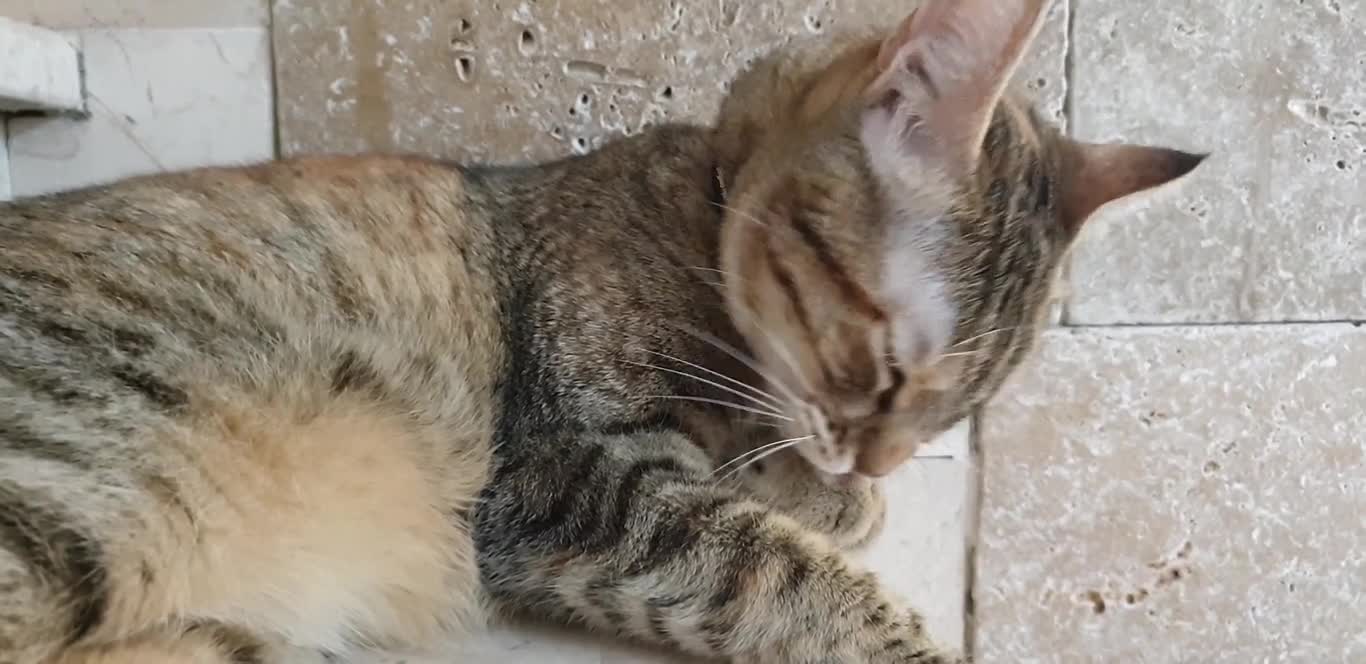 Cat Licking His Own Feet