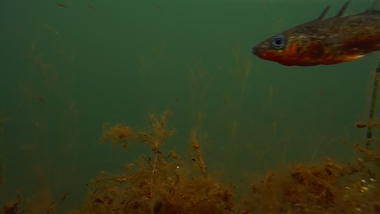 Stickleback male with juveniles