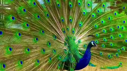 PEACOCK