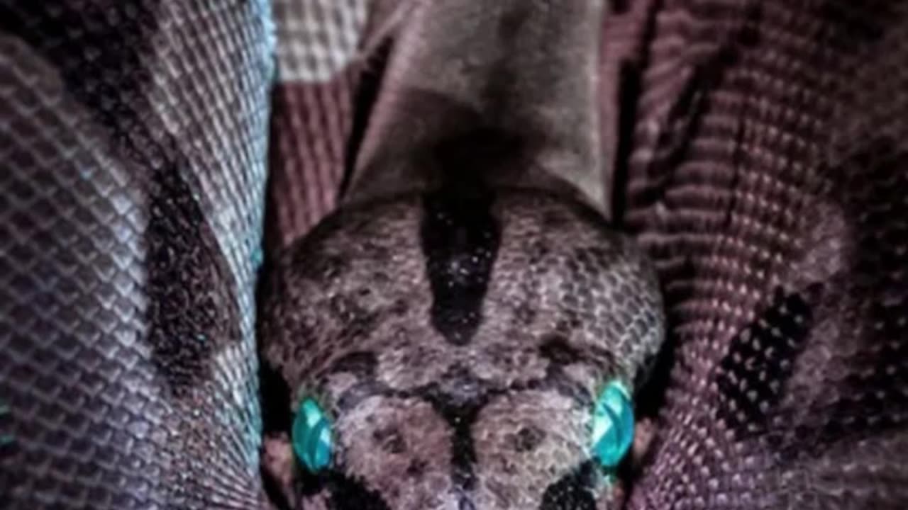 Beyond the Hiss | Mind-Blowing Snake Facts That Will Astonish You